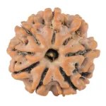 8 Mukhi Rudraksha 18.4mm 2.26gm - Rudraksha