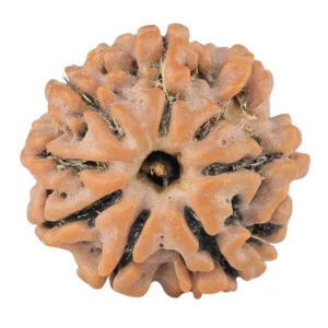 8 Mukhi Rudraksha 18.4mm 2.26gm - Rudraksha