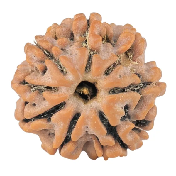 8 Mukhi Rudraksha 18.4mm 2.26gm - Rudraksha