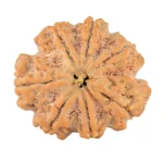 7 Mukhi Rudraksha 28.8mm 7gm - Rudraksha