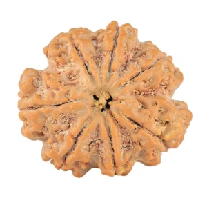 7 Mukhi Rudraksha 28.8mm 7gm - Rudraksha