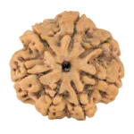 7 Mukhi Rudraksha 27.2mm 5.88gm - Rudraksha