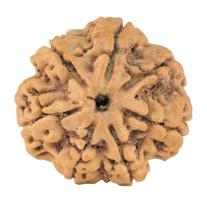 7 Mukhi Rudraksha 27.2mm 5.88gm - Rudraksha