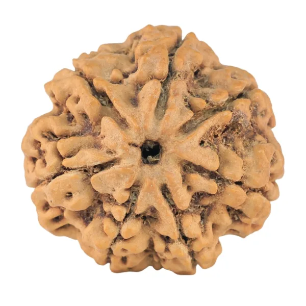 7 Mukhi Rudraksha 27.2mm 5.88gm - Rudraksha