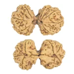 9 MK Gaurishankar 46mm 10.67gm - Rudraksha