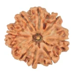 8 Mukhi Rudraksha 23.5mm 3.7gm - Rudraksha