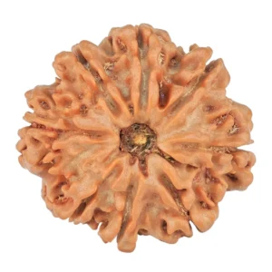 8 Mukhi Rudraksha 23.5mm 3.7gm - Rudraksha