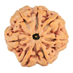 7 Mukhi Rudraksha 28.4mm 8.65gm - Rudraksha