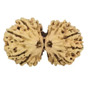 13 MK Gaurishankar 35.6mm 3.25gm - Rudraksha