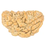 1 Mukhi Rudraksha 36.3mm 6.45gm - Rudraksha