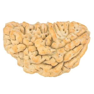 1 Mukhi Rudraksha 36.3mm 6.45gm - Rudraksha