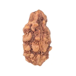 1 Mukhi Rudraksha 14.6mm 0.34gm - Rudraksha