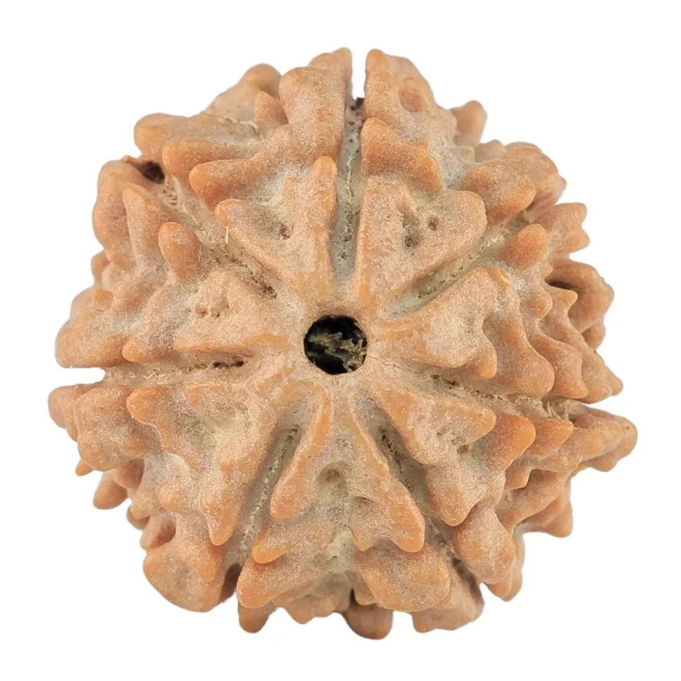 7 Mukhi Rudraksha 18.9mm 2.51gm - Rudraksha