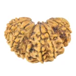 15 Mukhi Trijuti 24.5mm 2.35gm - Rudraksha