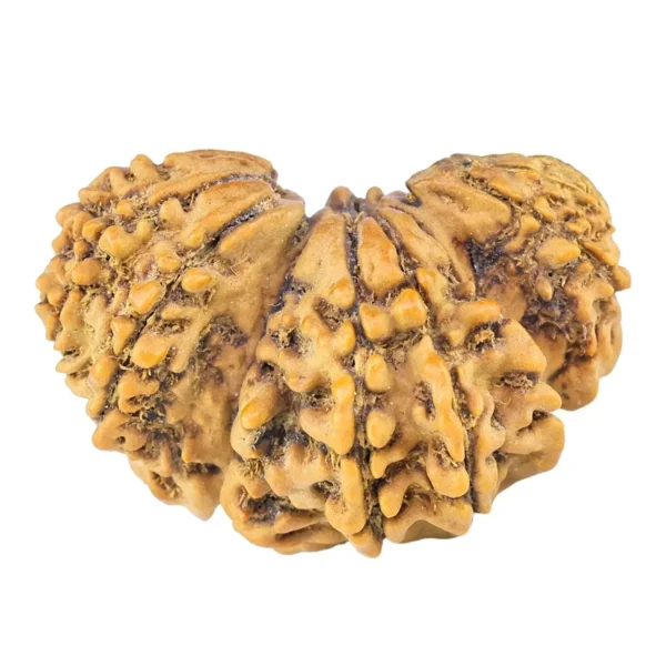 15 Mukhi Trijuti 24.5mm 2.35gm - Rudraksha
