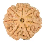 7 Mukhi Rudraksha 27mm 6.92gm - Rudraksha