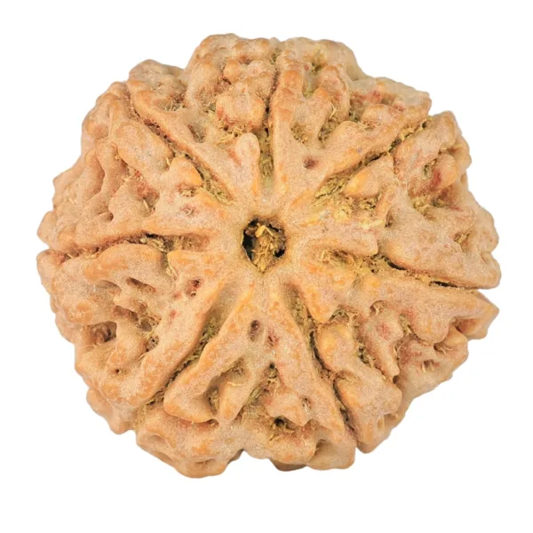 7 Mukhi Rudraksha 27mm 6.92gm - Rudraksha