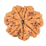 7 Mukhi Rudraksha 27.5mm 6.29gm - Rudraksha