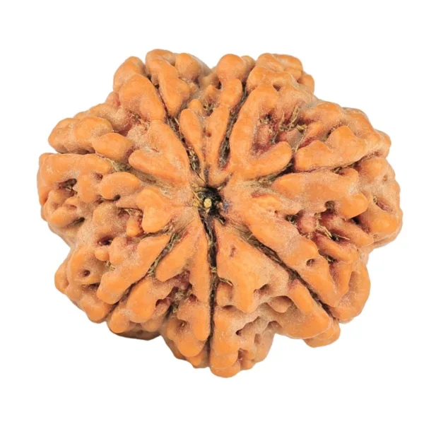 7 Mukhi Rudraksha 27.5mm 6.29gm - Rudraksha
