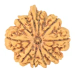 10 Mukhi Ganesh 30.1mm 6.16gm - Rudraksha