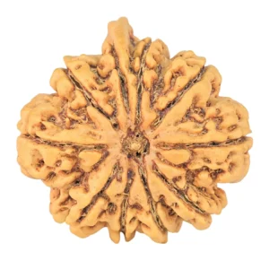 10 Mukhi Ganesh 30.1mm 6.16gm - Rudraksha