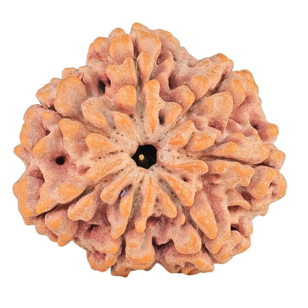 7 Mukhi Rudraksha 28.4mm 7.24gm