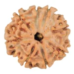 8 Mukhi Rudraksha 22.3mm 3.75gm - Rudraksha