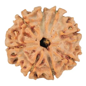 8 Mukhi Rudraksha 22.3mm 3.75gm - Rudraksha