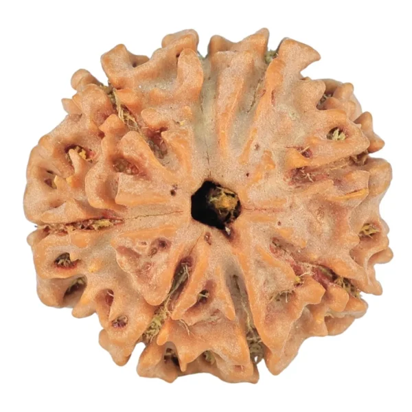 8 Mukhi Rudraksha 22.3mm 3.75gm - Rudraksha