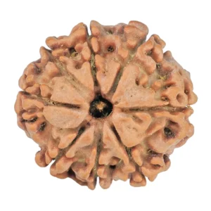 8 Mukhi Rudraksha 22.5mm 3.76gm - Rudraksha