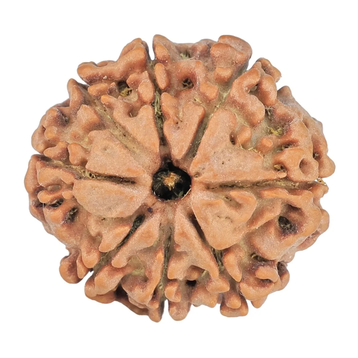 8 Mukhi Rudraksha 22.5mm 3.76gm - Rudraksha
