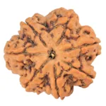 7 Mukhi Rudraksha 27.6mm 5.64gm - Rudraksha