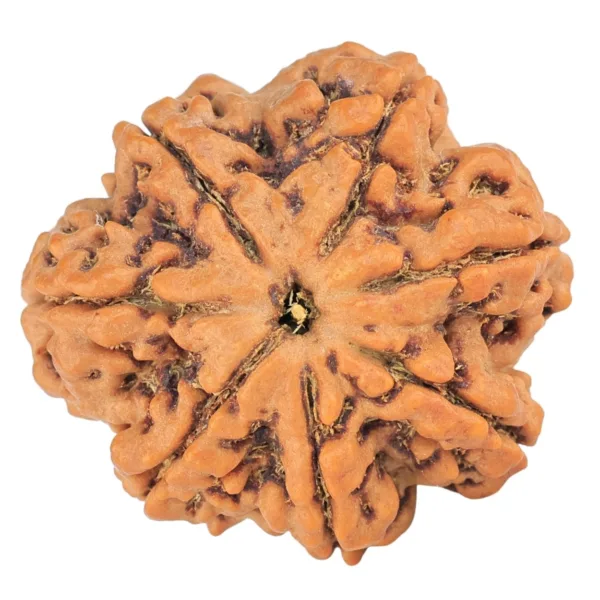 7 Mukhi Rudraksha 27.6mm 5.64gm - Rudraksha