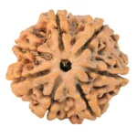 7 Mukhi Rudraksha 26.5mm 5.63gm - Rudraksha