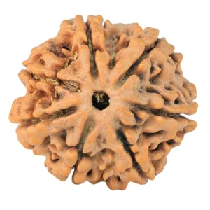 7 Mukhi Rudraksha 26.5mm 5.63gm - Rudraksha