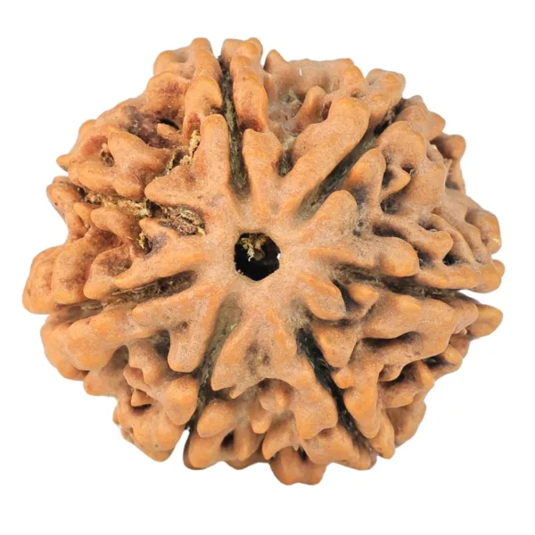 7 Mukhi Rudraksha 26.5mm 5.63gm - Rudraksha