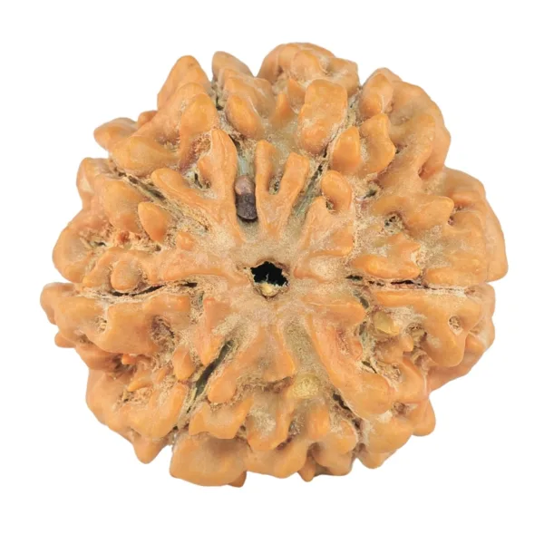 7 Mukhi Rudraksha 27mm 6.23gm - Rudraksha