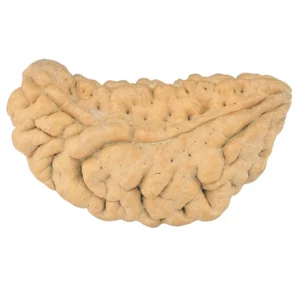 1 Mukhi Rudraksha 37.3mm 5.59gm - Rudraksha