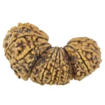 18 Mukhi Trijuti 40.4mm 5.81gm - Origin: Nepal - Rudraksha