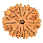 10 Mukhi Rudraksha 24.5mm 3.93gm - Rudraksha