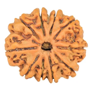 10 Mukhi Rudraksha 24.5mm 3.93gm - Rudraksha