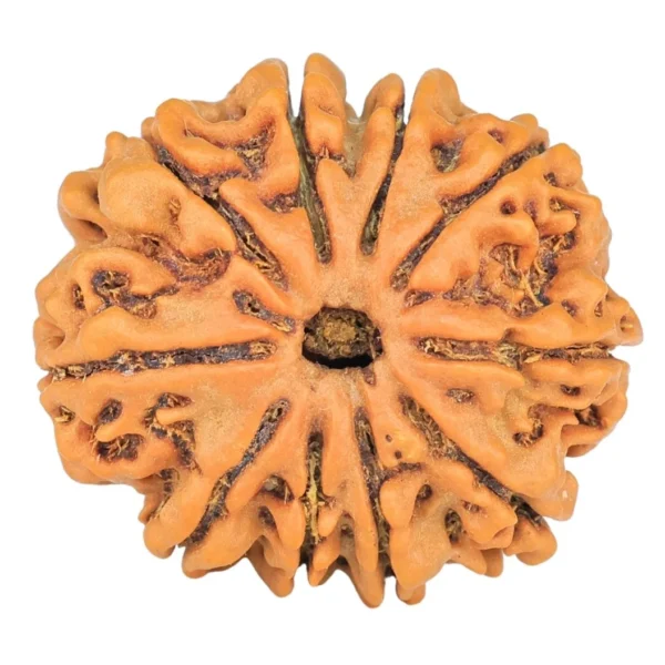 10 Mukhi Rudraksha 24.5mm 3.93gm - Rudraksha
