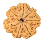 7 Mukhi Rudraksha 28.2mm 6.76gm - Rudraksha