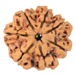 7 Mukhi Rudraksha 27mm 4.71gm - Rudraksha