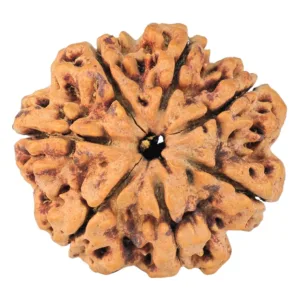 7 Mukhi Rudraksha 27mm 4.71gm - Rudraksha