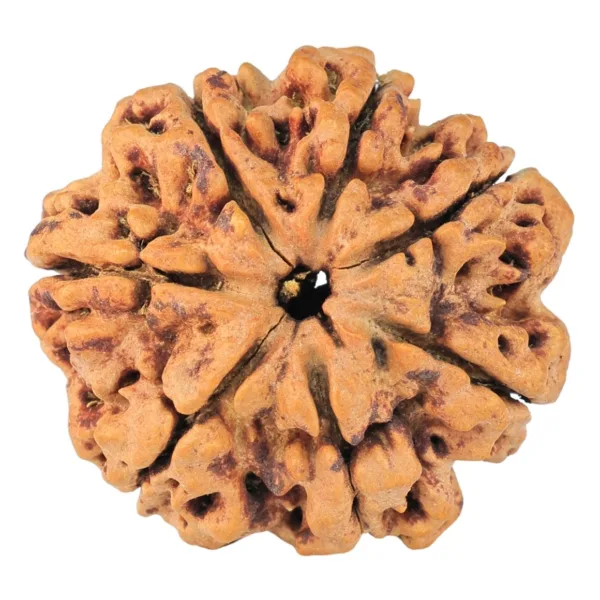 7 Mukhi Rudraksha 27mm 4.71gm - Rudraksha
