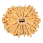 12 Mukhi Rudraksha 23.6mm 2.54gm - Rudraksha