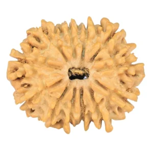 12 Mukhi Rudraksha 23.6mm 2.54gm - Rudraksha