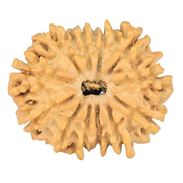 12 Mukhi Rudraksha 23.6mm 2.54gm - Rudraksha