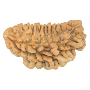 1 Mukhi Rudraksha 36.7mm 4.87gm - Rudraksha